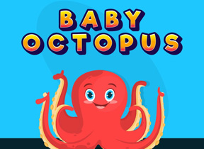 Baby Octopus