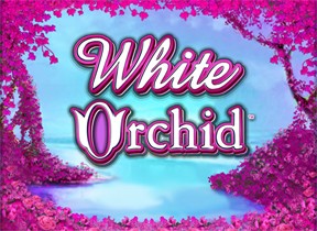White Orchid